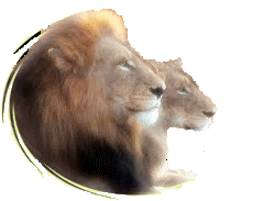 lav i lavica